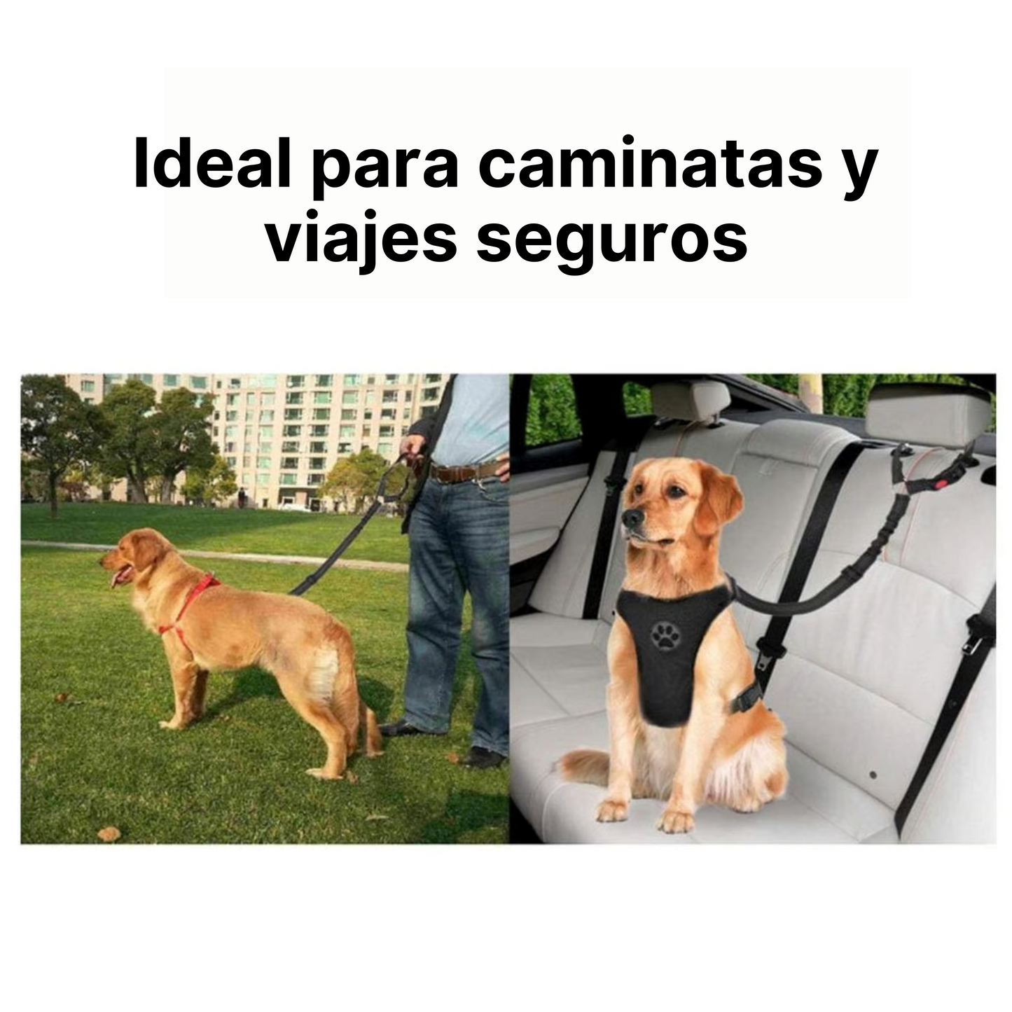 Correa Leash Para Mascotas Pro Outdoor
